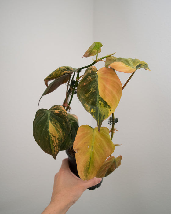 Philodendron 'Micans' Variegated - 4"