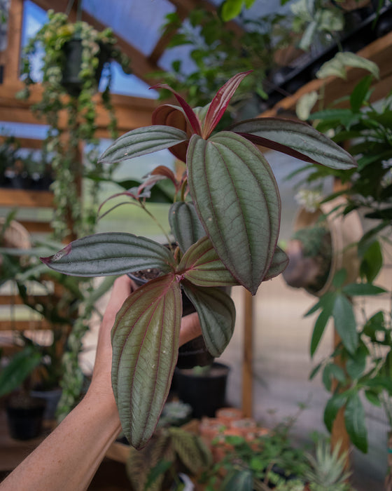 Medinilla 'Gregori Hambali' - 4"