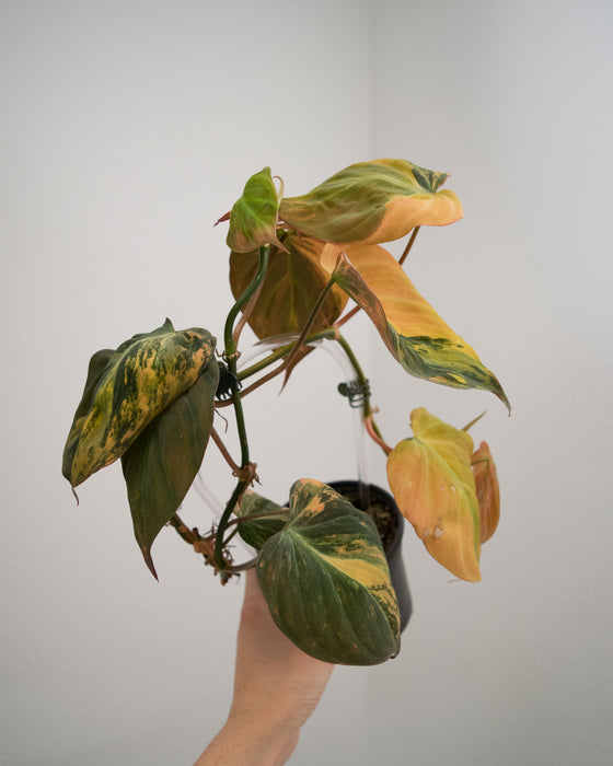 Philodendron 'Micans' Variegated - 4"