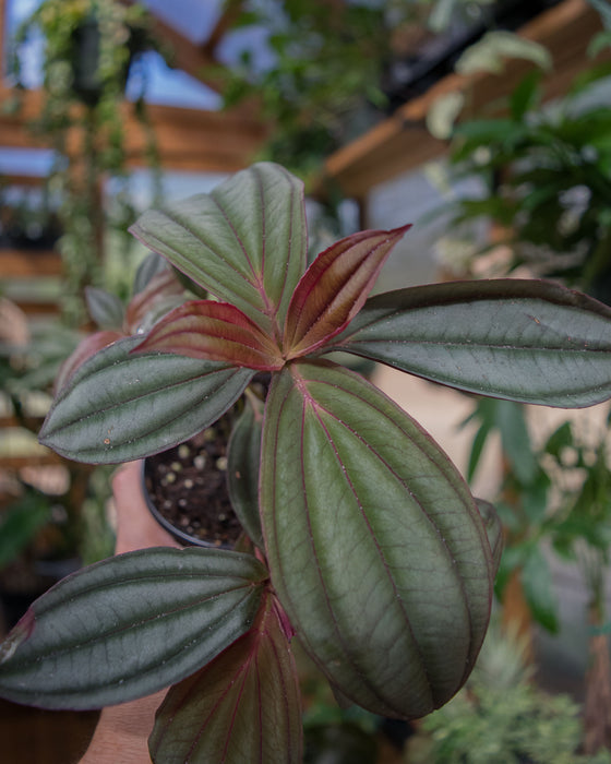 Medinilla 'Gregori Hambali' - 4"