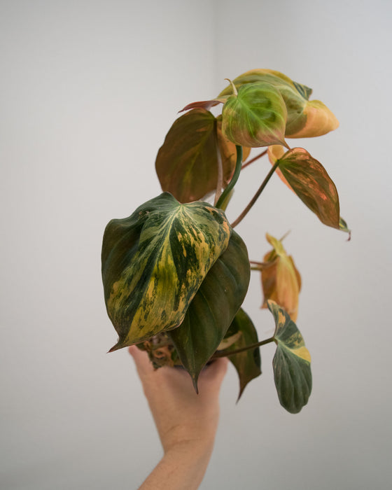 Philodendron 'Micans' Variegated - 4"