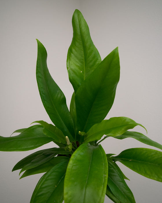 Anthurium Bakeri - 6" (Pick Up Only)