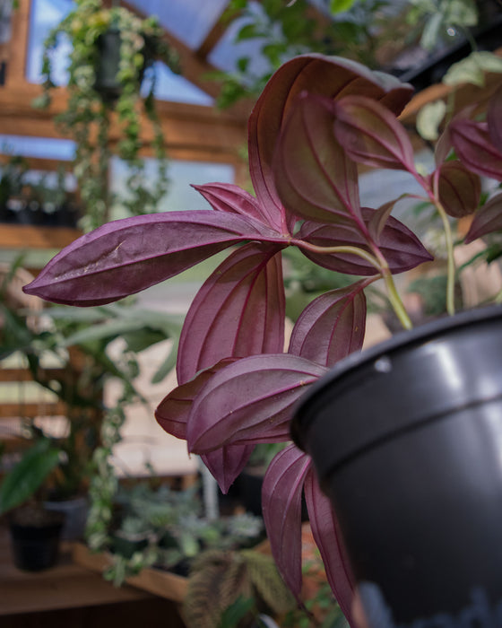 Medinilla 'Gregori Hambali' - 4"