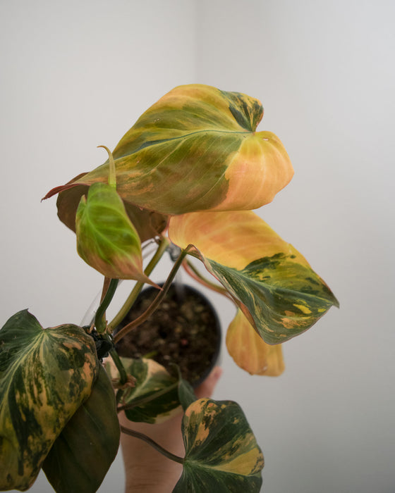 Philodendron 'Micans' Variegated - 4"