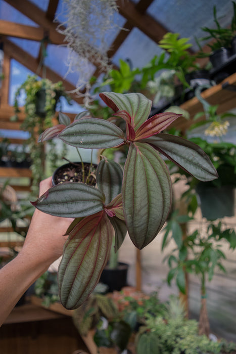 Medinilla 'Gregori Hambali' - 4"