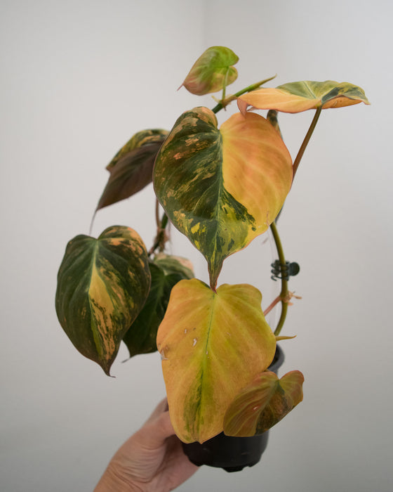 Philodendron 'Micans' Variegated - 4"