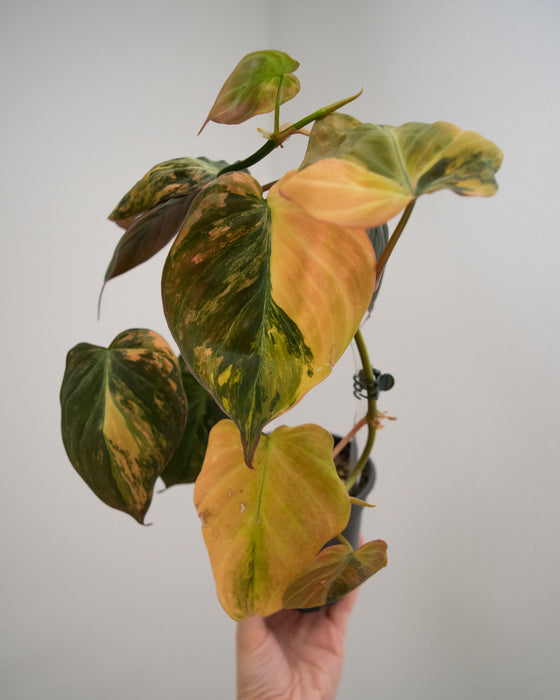 Philodendron 'Micans' Variegated - 4"