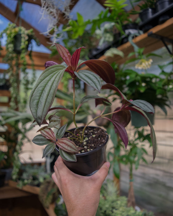 Medinilla 'Gregori Hambali' - 4"