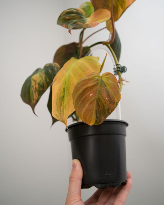 Philodendron 'Micans' Variegated - 4"