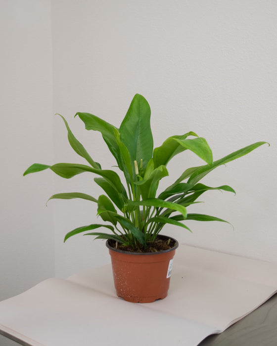 Anthurium Bakeri - 6" (Pick Up Only)