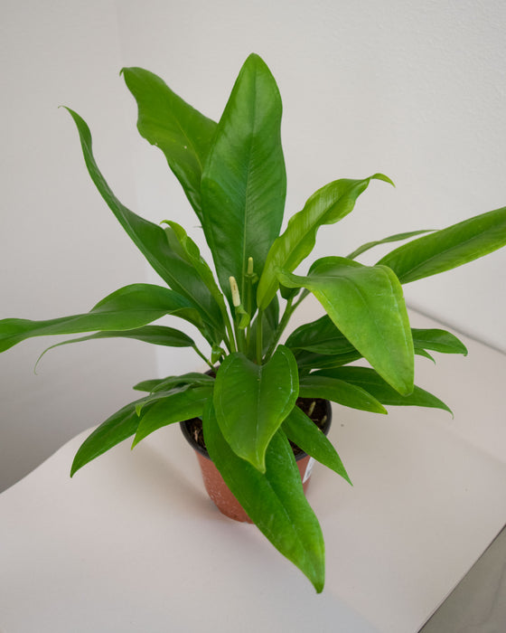 Anthurium Bakeri - 6" (Pick Up Only)