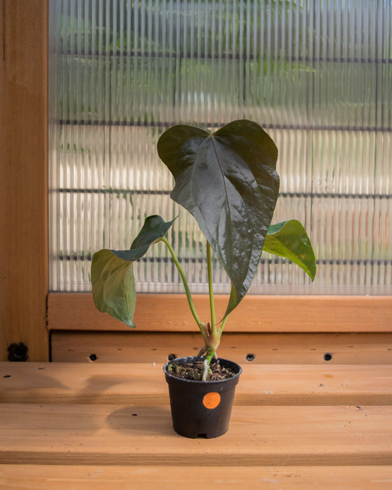 Anthurium 'Queen of Hearts' - 2"