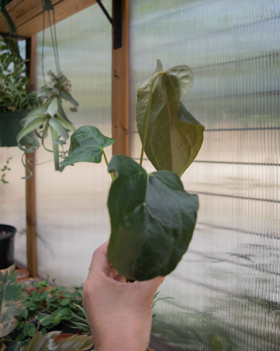 Anthurium 'Queen of Hearts' - 2"