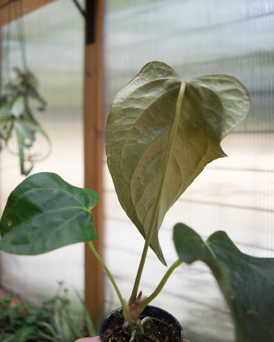 Anthurium 'Queen of Hearts' - 2"
