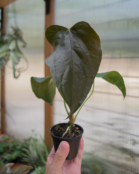 Anthurium 'Queen of Hearts' - 2"