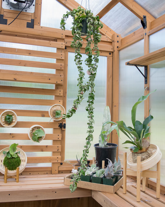 Hoya Carnosa 'Compacta' XXL - 8" (4.5ft) (Pick Up Only)