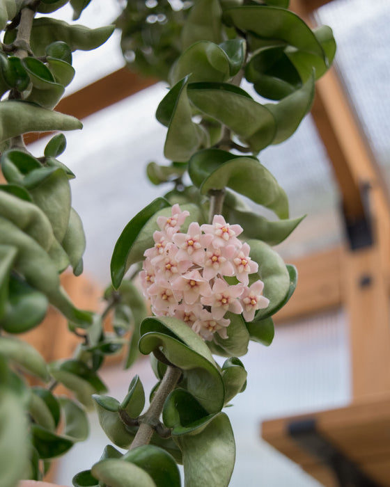 Hoya Carnosa 'Compacta' XXL - 8" (4.5ft) (Pick Up Only)