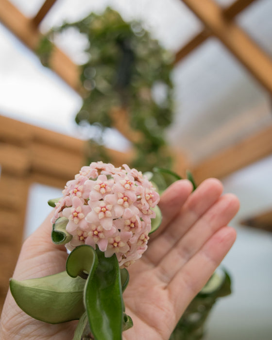 Hoya Carnosa 'Compacta' XXL - 8" (4.5ft) (Pick Up Only)