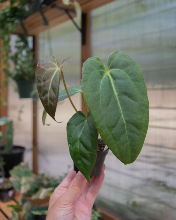 Anthurium 'Red Gunsal ' - 2"