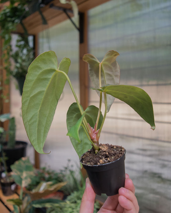 Anthurium 'Red Gunsal ' - 2"