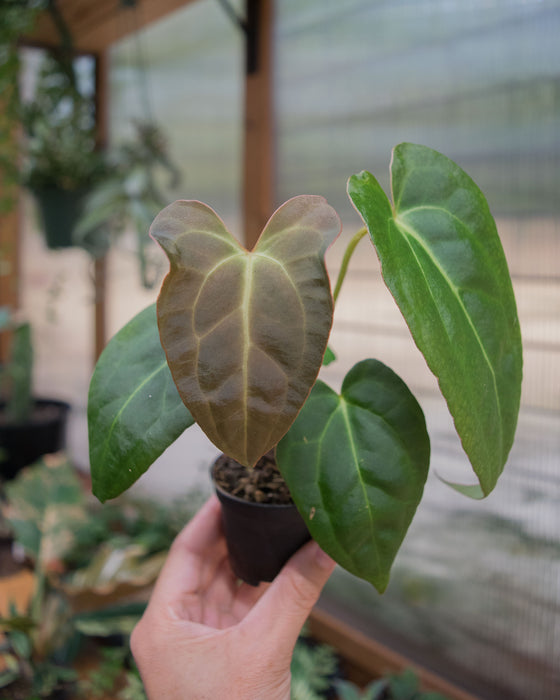 Anthurium 'Red Gunsal ' - 2"