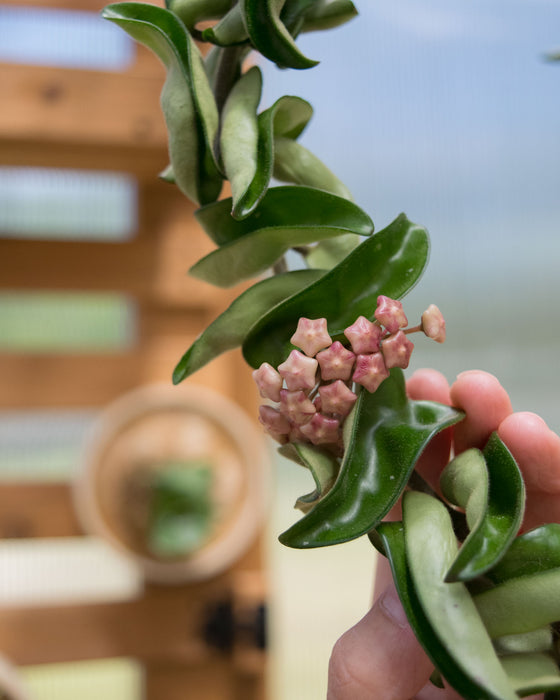 Hoya Carnosa 'Compacta' XXL - 8" (4.5ft) (Pick Up Only)