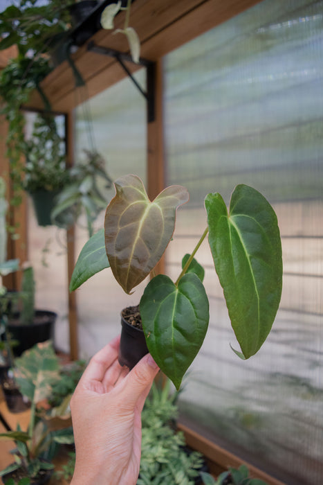 Anthurium 'Red Gunsal ' - 2"