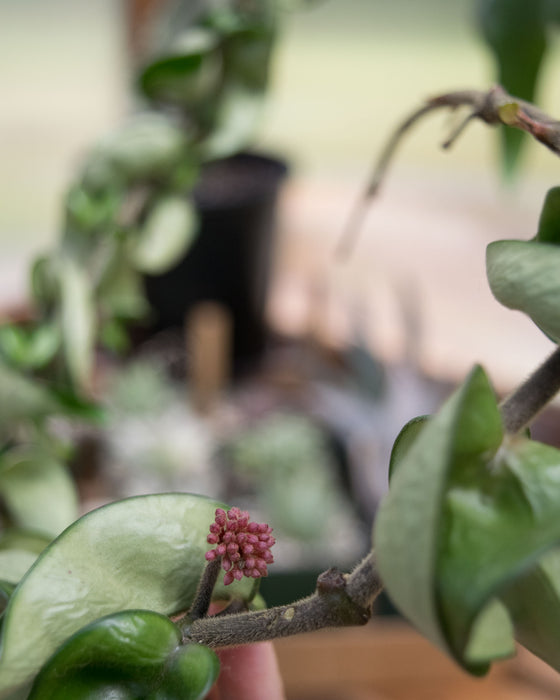 Hoya Carnosa 'Compacta' XXL - 8" (4.5ft) (Pick Up Only)