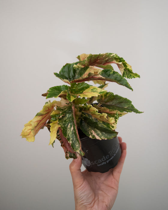Begonia 'Ginny Galaxy' Variegated - 4"