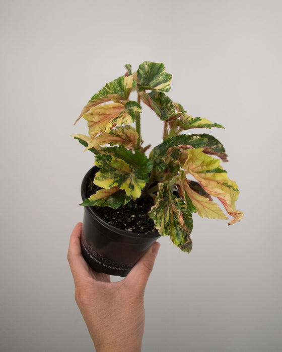 Begonia 'Ginny Galaxy' Variegated - 4"