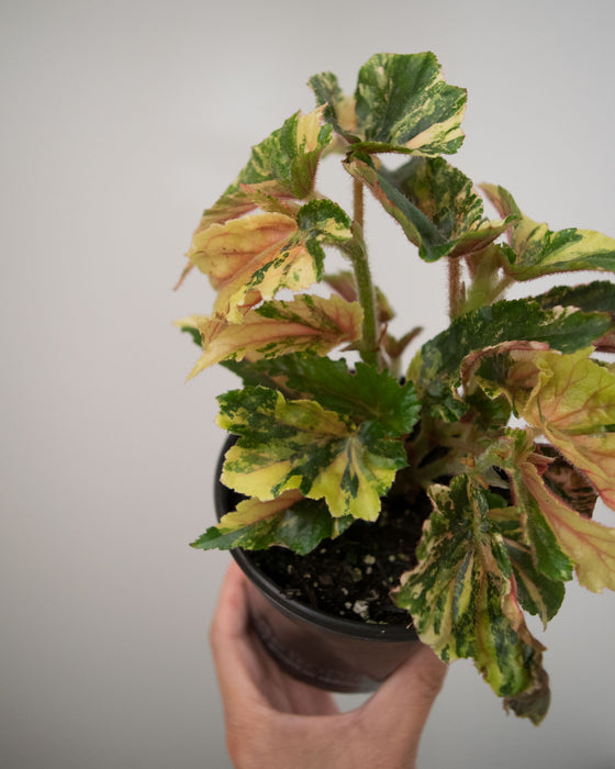 Begonia 'Ginny Galaxy' Variegated - 4"