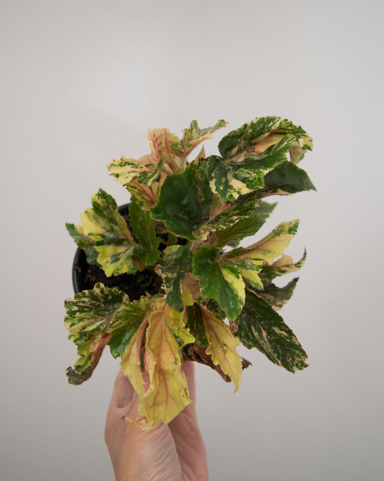 Begonia 'Ginny Galaxy' Variegated - 4"