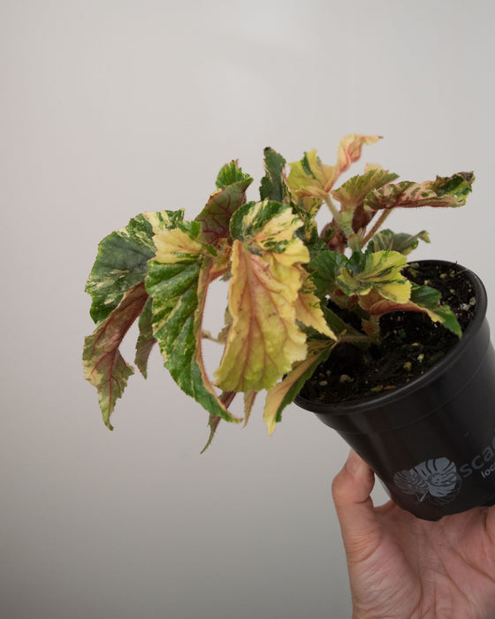 Begonia 'Ginny Galaxy' Variegated - 4"