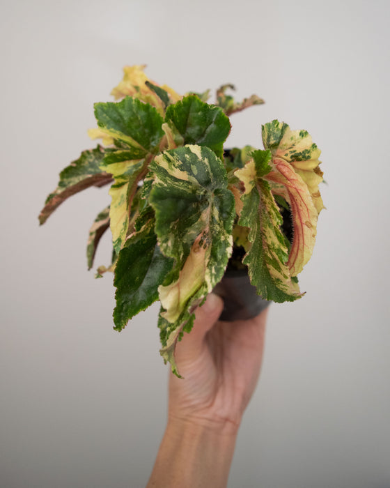 Begonia 'Ginny Galaxy' Variegated - 4"