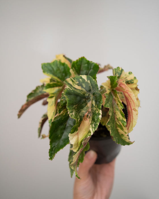 Begonia 'Ginny Galaxy' Variegated - 4"