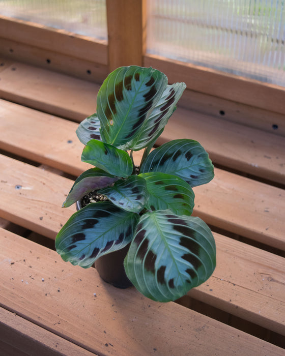 Maranta Leuc. 'Massangeana' - 4"