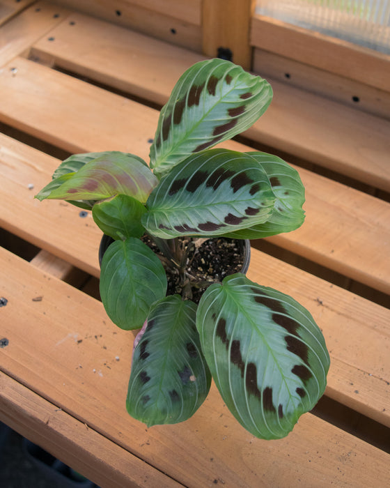 Maranta Leuc. 'Massangeana' - 4"