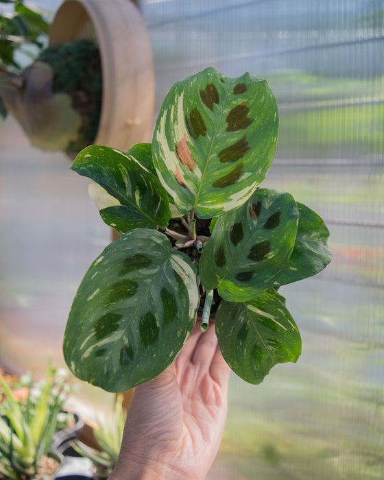 Maranta Leuc' Variegated - 4"