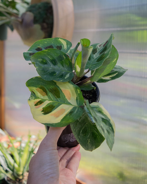 Maranta Leuc' Variegated - 4"