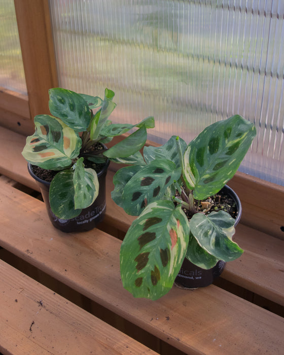 Maranta Leuc' Variegated - 4"