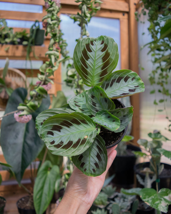 Maranta Leuc. 'Massangeana' - 4"