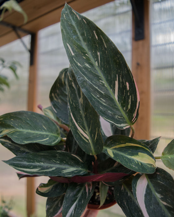Stromanthe Sanguinea 'Triostar Variegated' - 4"