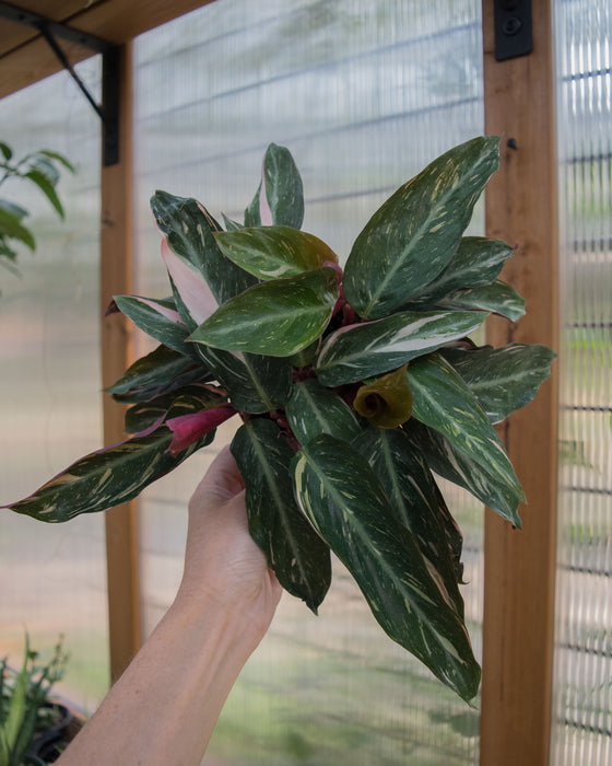 Stromanthe Sanguinea 'Triostar Variegated' - 4"
