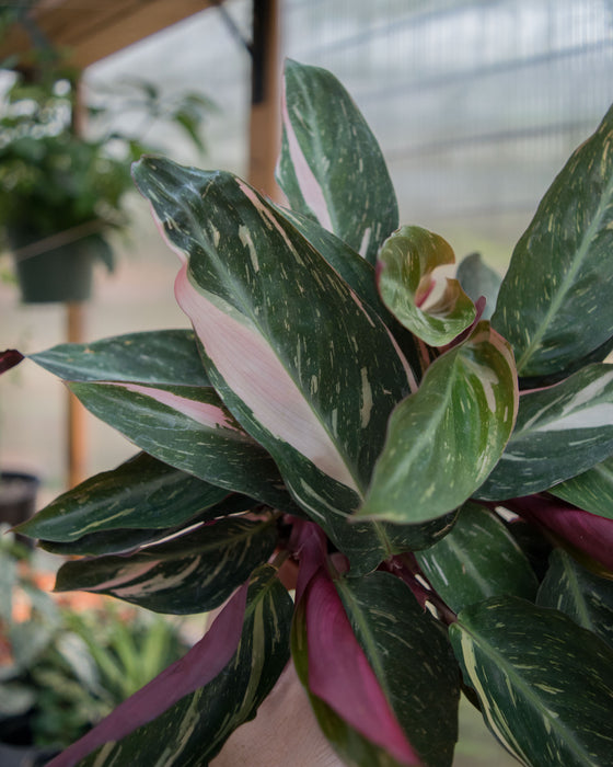 Stromanthe Sanguinea 'Triostar Variegated' - 4"