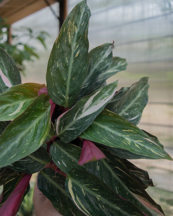 Stromanthe Sanguinea 'Triostar Variegated' - 4"