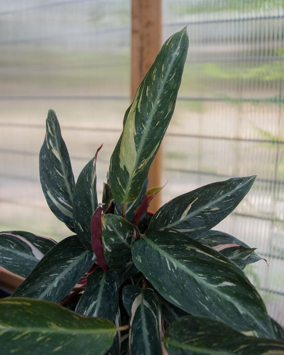 Stromanthe Sanguinea 'Triostar Variegated' - 4"