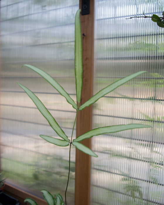 Pteris cretica 'Albo-Lineata' - 4"