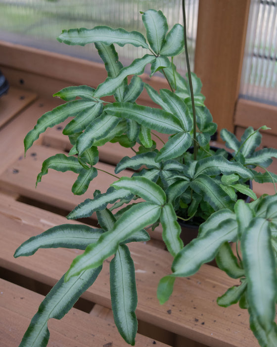 Pteris cretica 'Albo-Lineata' - 4"