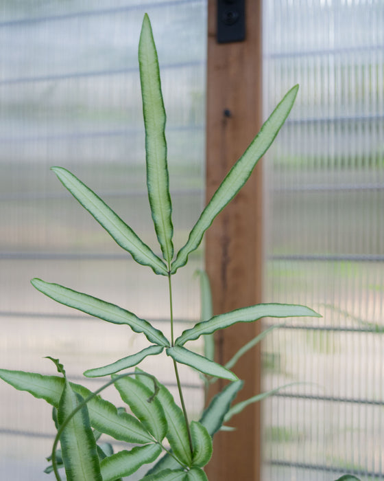 Pteris cretica 'Albo-Lineata' - 4"