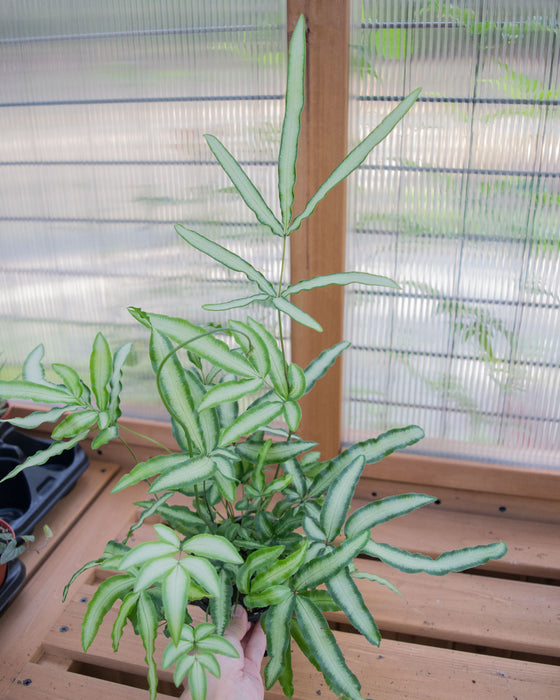 Pteris cretica 'Albo-Lineata' - 4"